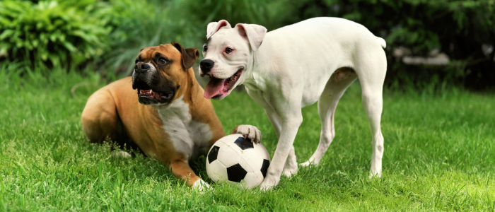 dogs with soccer ball