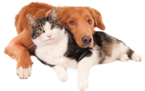 Closeup shot of a cat and a dog lying together isolated on a white background